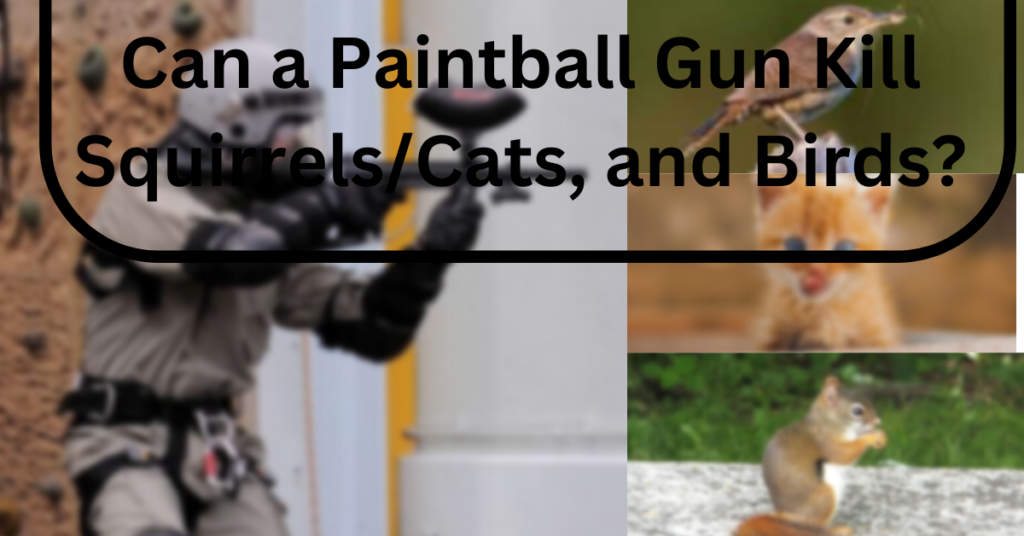 Can a Paintball Gun Kill Squirrels/Cats, and Birds? inpaintball