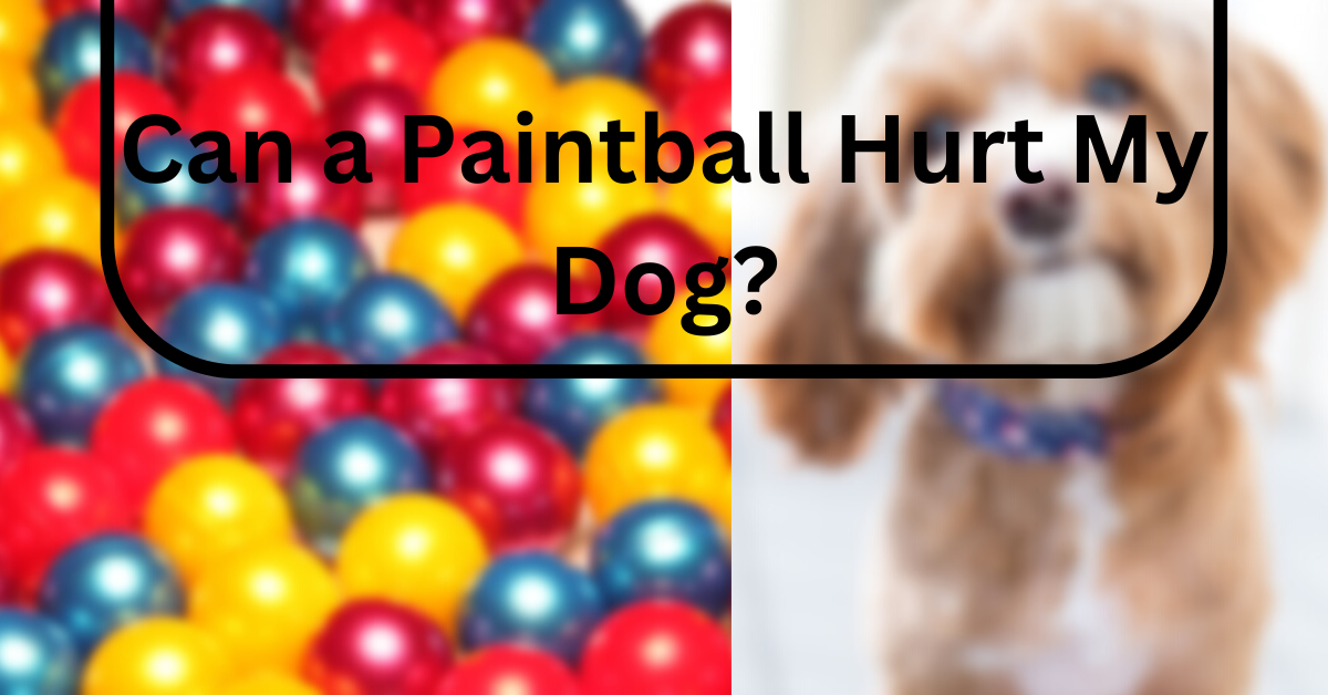Can a Paintball Hurt My Dog?